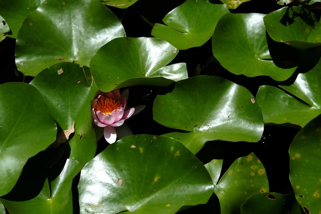Lotus flower emerging from water