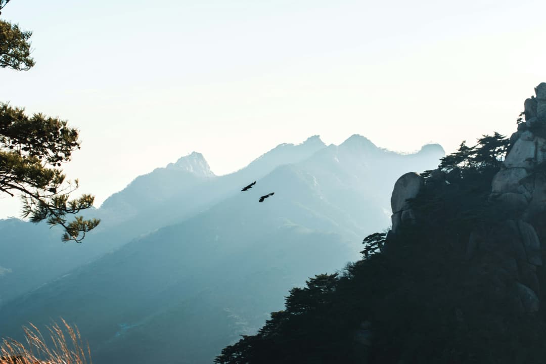 A bird flying over the top of a mountain