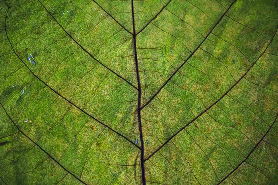 Close up photograph of a green leaf